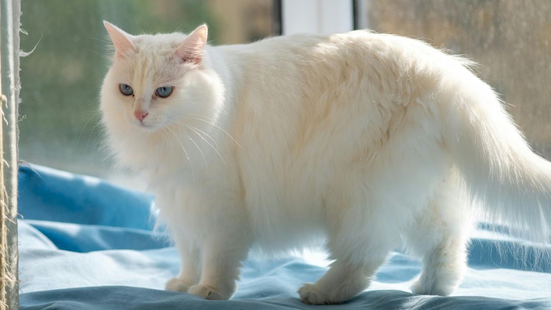 Türkisch Angora-Haltung-Gesundheit Türkische Angora-Katze mit typischem langen dichten Fell. Um diese Katzenrasse gesund und glücklich zu halten, braucht es viel Fellpflege.