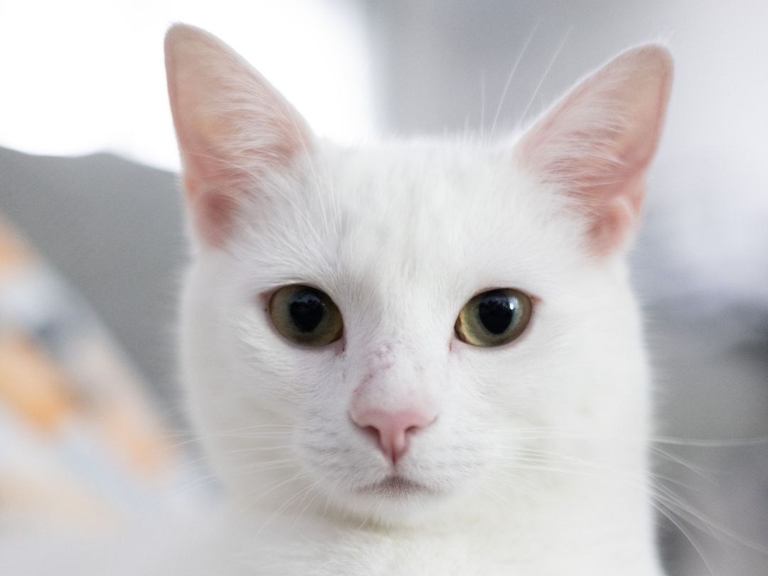 Türkisch-Angora Steckbrief Türkisch Angora