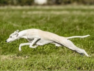 Whippet-auf-der-Jagd-im-Sprung-300x300 (1) Whippet auf der Jagd im Sprung 300x300 1