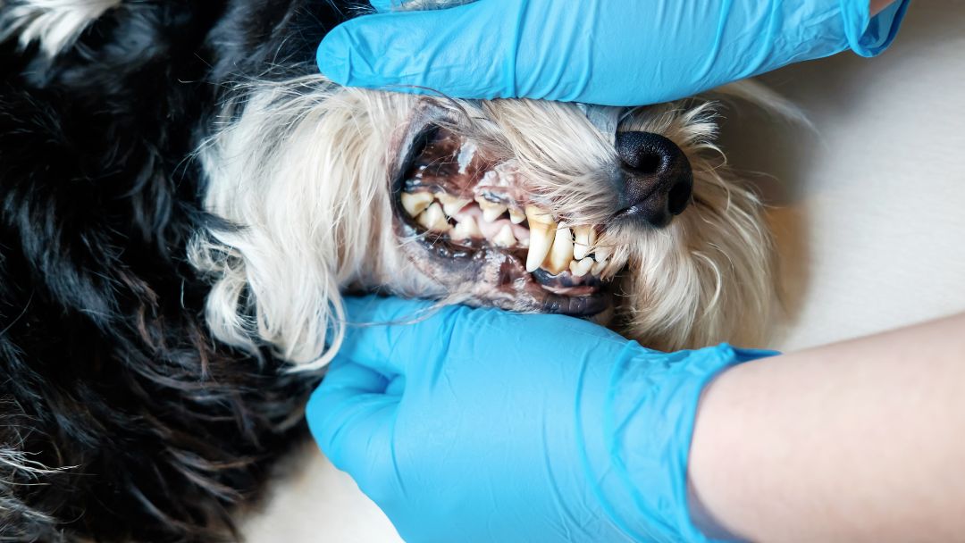 Zahnextraktion-hund-Tierarzt-kosten Hund bekommt vom Tierarzt die Zähne untersucht.