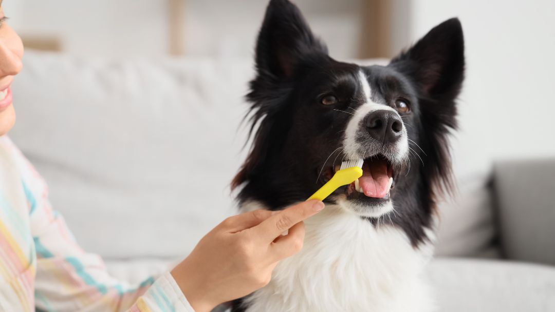 Zahngesundheit-Hund Hund bekommt Zähne geputzt. Die Pflege ist wichtig für Zahngesundheit.