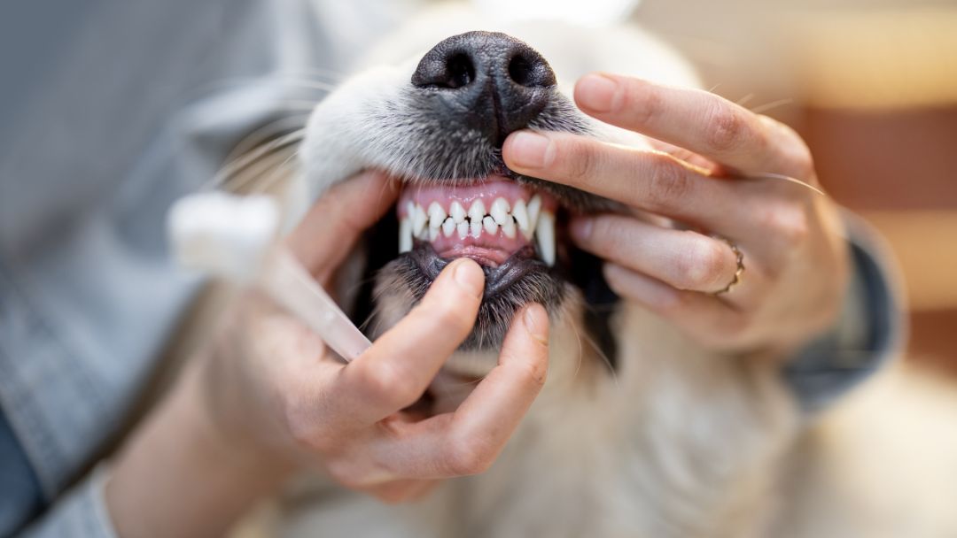 Zahnprobleme-Hund-Behandlung Zahnprobleme Hund Behandlung