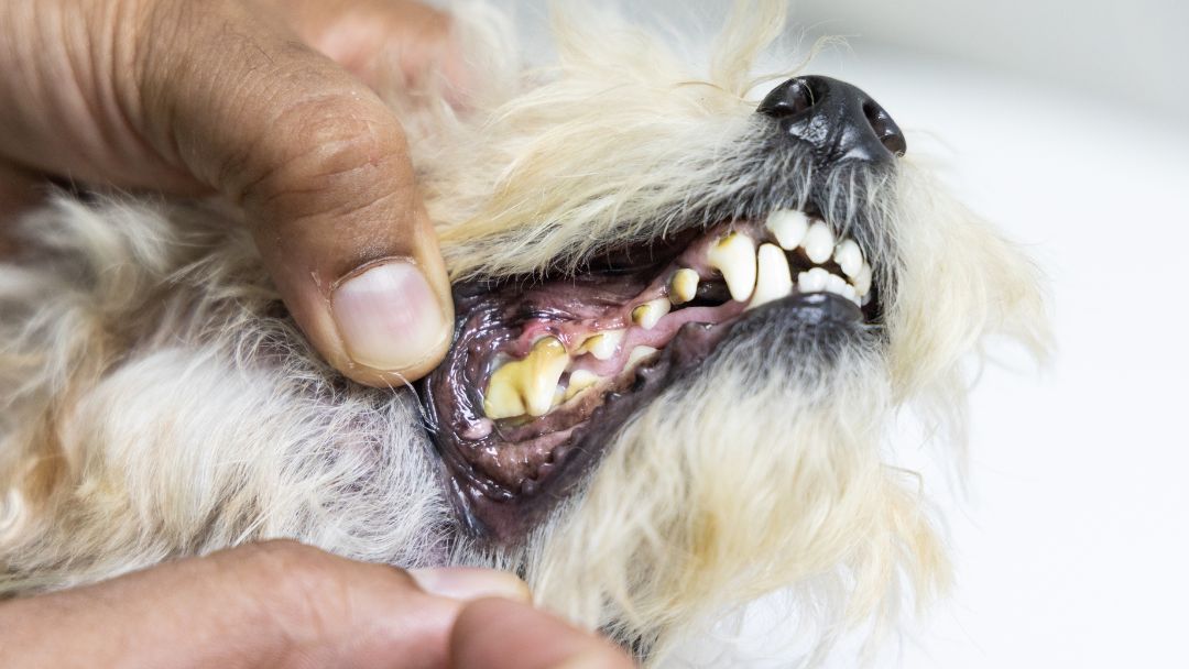 Zahnprobleme-Hund Hund mit Zahnproblem wird vom Tierarzt untersucht