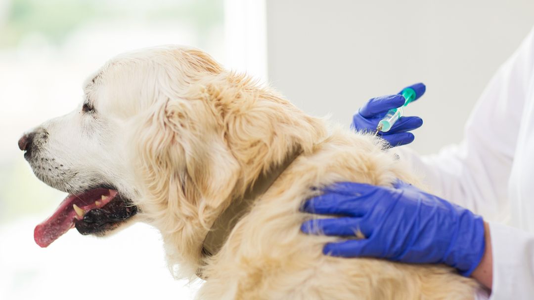 Zeckenfieber-behandlung Hund bekommt Medikamente gegen Ehrlichiose