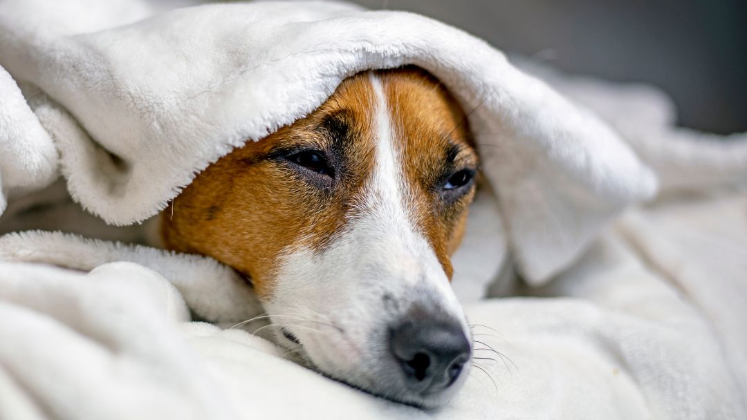 Zeckenfieber-hund-symptome-diagnose Hund mit Fieber, ein häufiges Symptom von Ehrlichiose