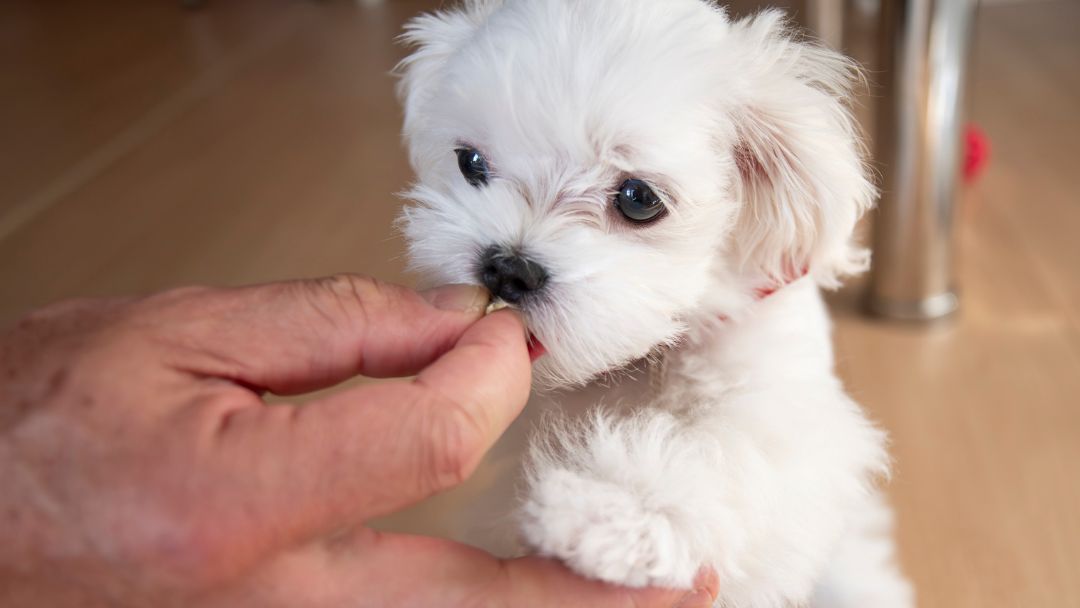 allergien-hund-behandlung Hund bekommt Tablette als Behandlung gegen Allergien.