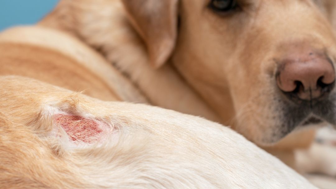 alopezie-hund-prävention-behandlung Hund mit Alopezie