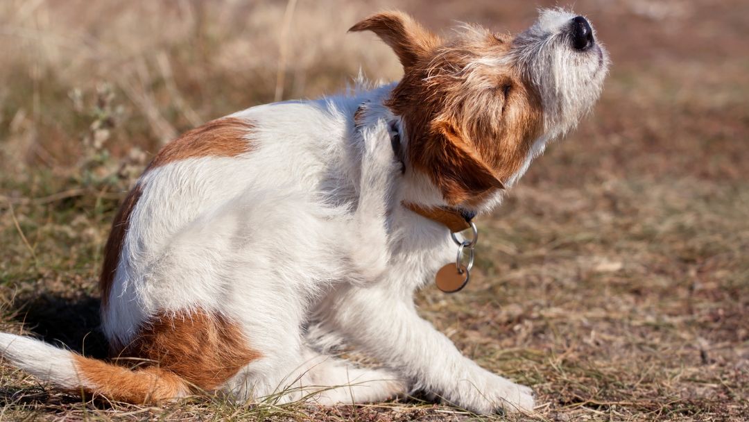 alopezie-hund-symptome-diagnose Und kratzt sich ein häufiges Symptom von Haarausfall.