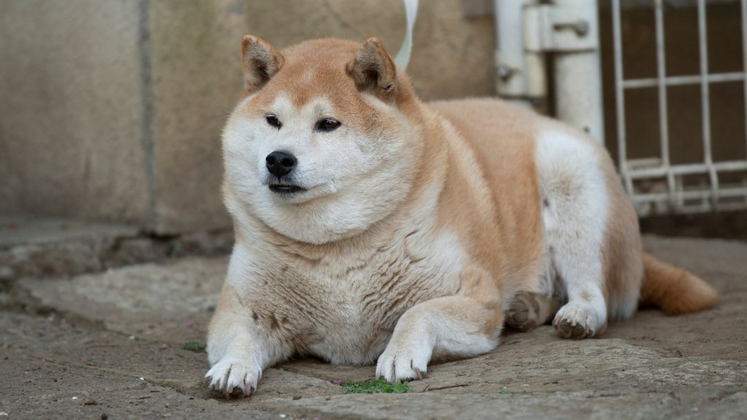 arthritis-hund-prävention-behandlung Übergewicht verschlimmert Arthritis-Symptome. Eine gute Ernährung und Gewichtsmanagement sind wichtig, um für die Behandlung