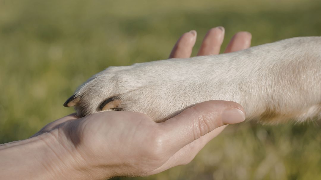 arthritis-hund-symptome-diagnose Eine Hand hält eine gute Brote. Gelenkschmerzen sind ein häufiges Symptom von Arthritis bei Hunden.