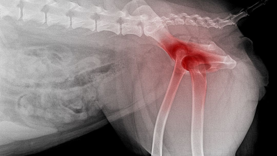 arthrose-hund-diagnose-behandlung Röntgenbild von Arthrose bei einem Hund