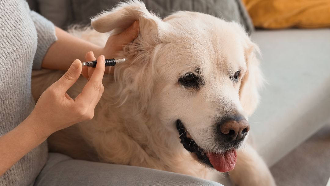 babesiose-hund-behandlung-prävention Zeckenentfernung bei einem Hund. Sehr wichtig, um Babesiose vorzubeugen