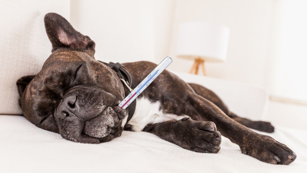 babesiose-hund-symptome-fiber Und mit Fieber ein häufiges Symptom von Babesiose.