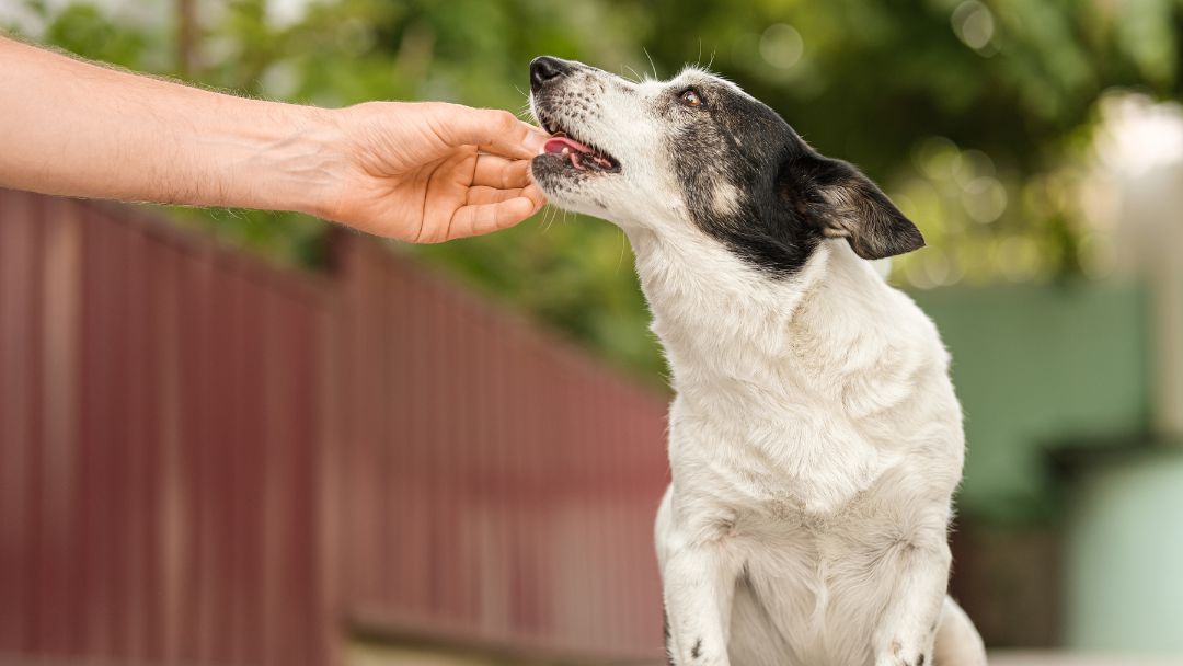 bandwürmer-hund-behandlung-prävention Hund bekommt Medizin zur Entwurmung. Regelmäßige Entwurmungstabletten sind wichtig für die Behandlung und Prävention von Bandwürmern.