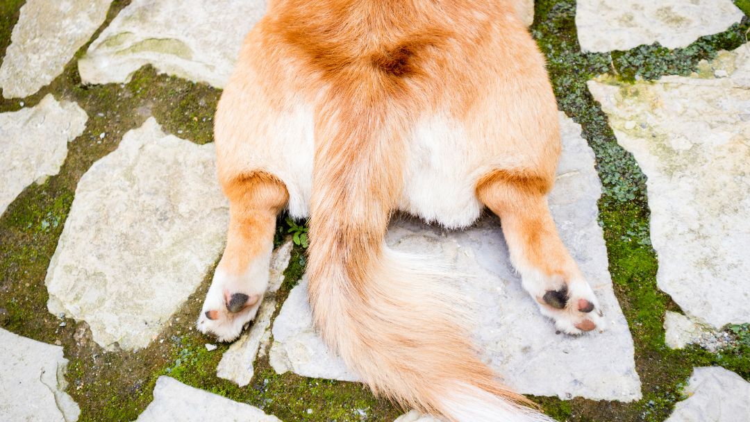 bandwürmer-hund Hundepo. Juckreiz am After ist ein häufiges Symptom von Bandwürmern bei Hunden.