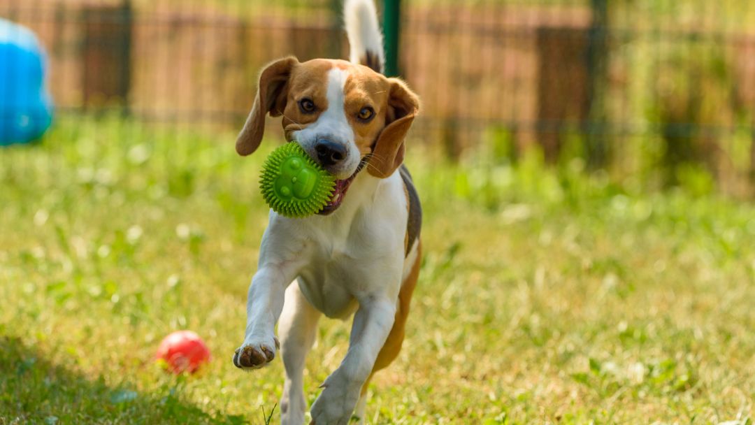 beagle-aktivität-training aktiver Beagle spielt mit Ball