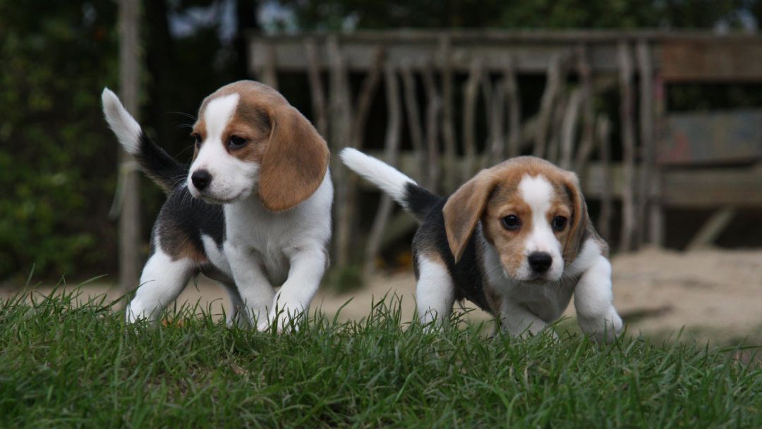 beagle-welpe-erziehung Biegel, Welpen Erziehung ist wichtig, um den Jagdtrieb kontrollieren zu können.