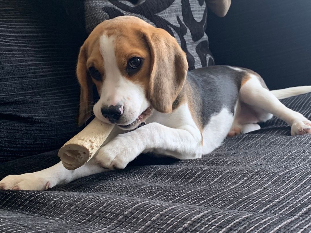 beagle-wesen Süßer und freundlicher Beagle-Welpe knabbert am Knochen.