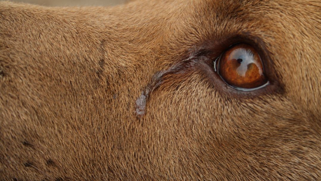 bindehautentzündung-hund-symptome Hund mit Augenausfluss ein typisches Symptom von Bindehautentzündung.