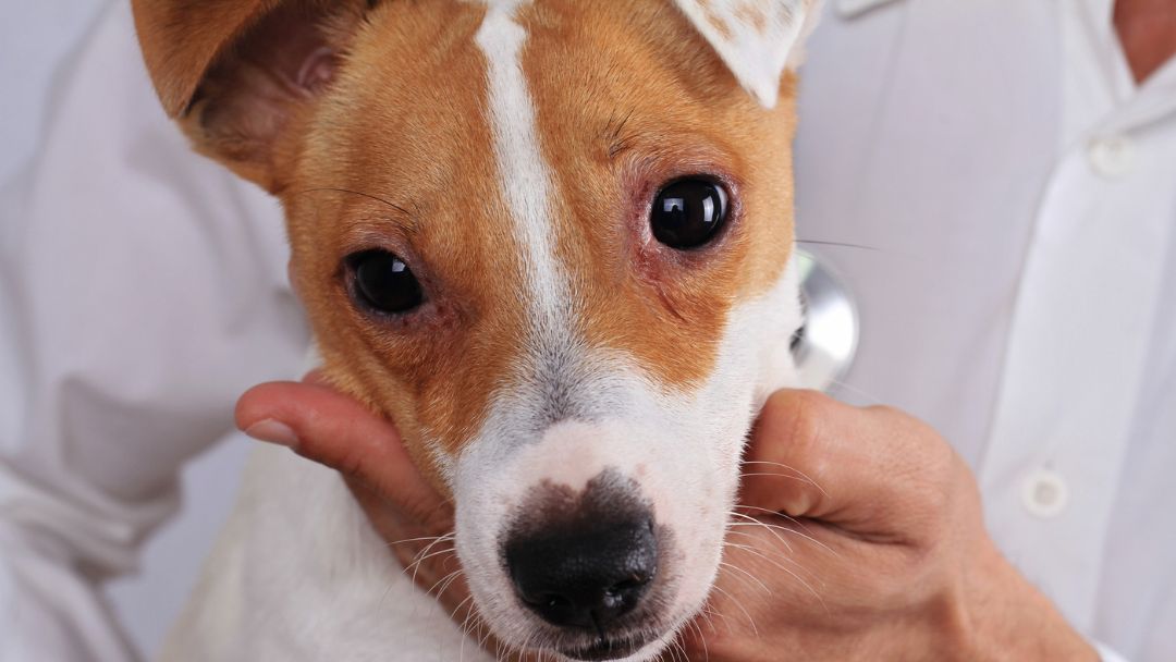 bindehautentzündung-hund-untersuchung-behandlung Ein Hund mit roten Augen wird beim Tierarzt diagnostiziert und behandelt.
