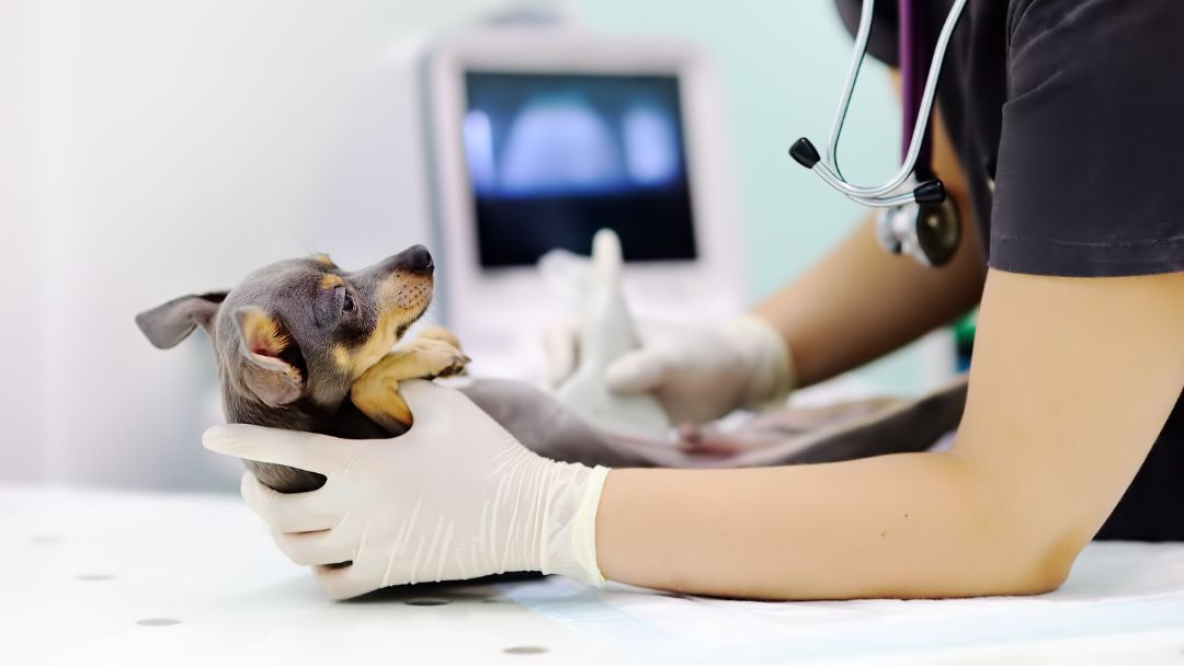 blasenentzündung-hund-untersuchung-behandlung Und wird vom Tierarzt mit Ultraschall untersucht. Wichtig, um eine Blasenentzündung festzustellen