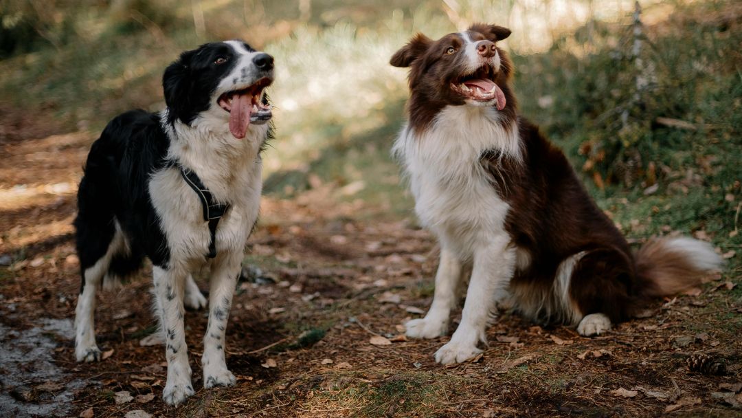 border-collie-Gesundheit-Pflege 2 gesunde Border Collies im Wald