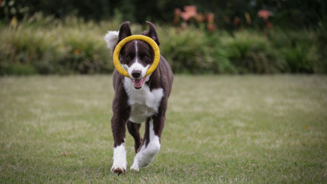 border-collie-aktivität Border Collie beim Apportieren. Diese Rasse liebt Hundesport und ist extrem aktiv.