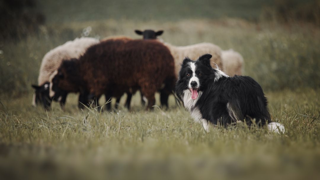 border-collie-aussehen-geschichte typischer Border Collie mit Schafen. Diese Hunde wurden für das Hüten gezüchtet.