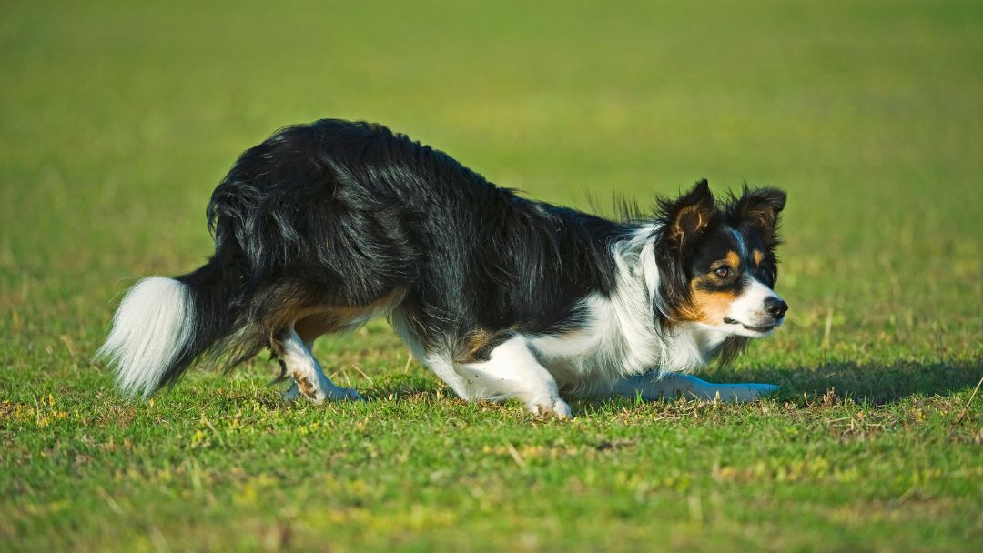 border-collie-haltung-erziehung Border Collie beim Hüten in typischer Stellung