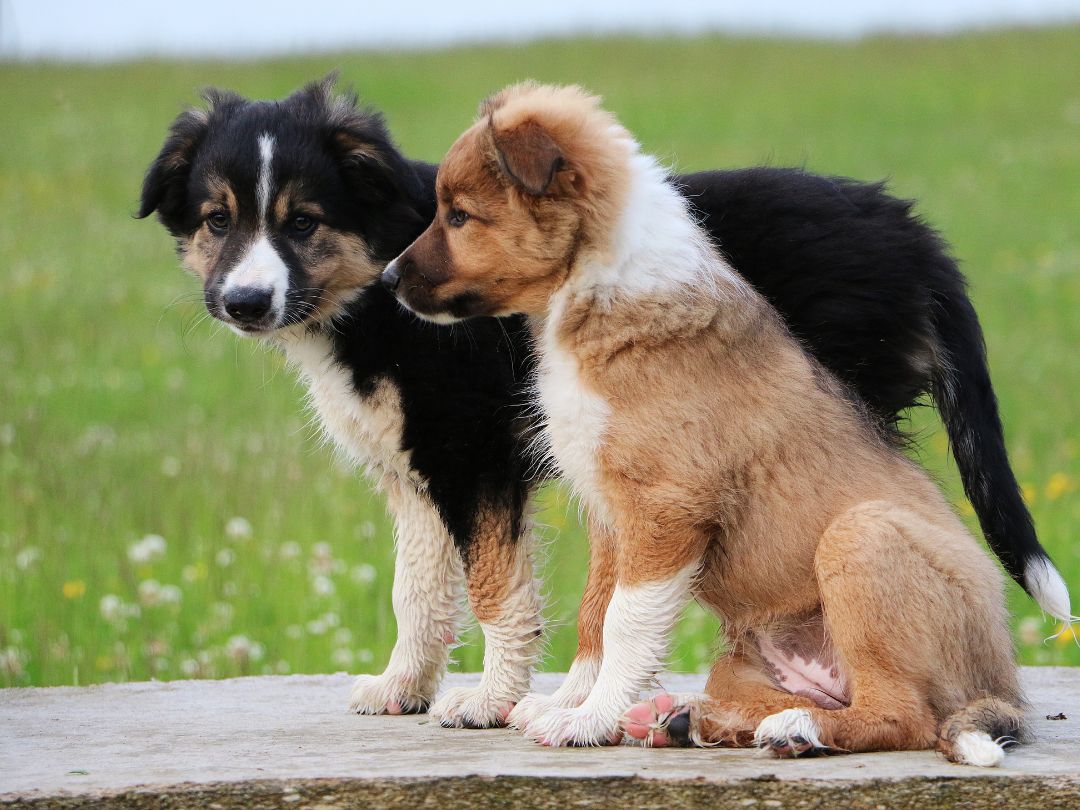 border-collie-welpen Zwei Border Collie-Welpen mit unterschiedlichen Fellfarben.