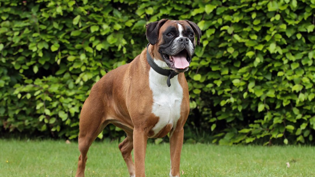 brachycephales-syndrom-boxer Deutscher Boxer im Garten. Auch diese Rasse ist brachyzephal.