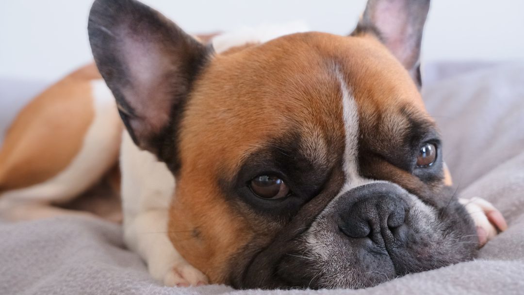brachycephales-syndrom-frenchie French Bulldog, eine weitere Rasse mit Brachycephalensyndrom.