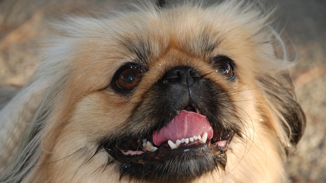 brachycephales-syndrom-pekinese Pekinese mit Brachycephalen-Syndrom