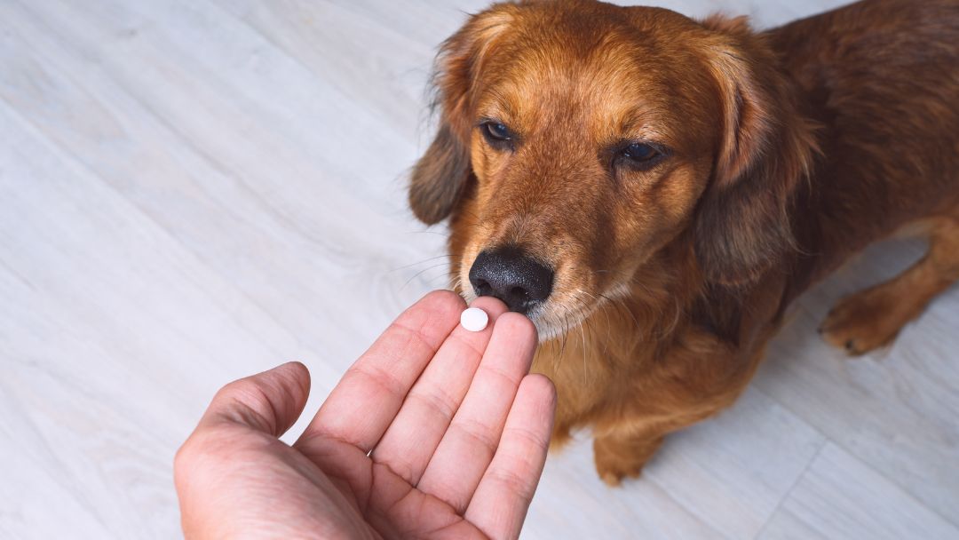 cushing-syndrom-hund-behandlung Hund bekommt Medikamente gegen Cushing-Syndrom.