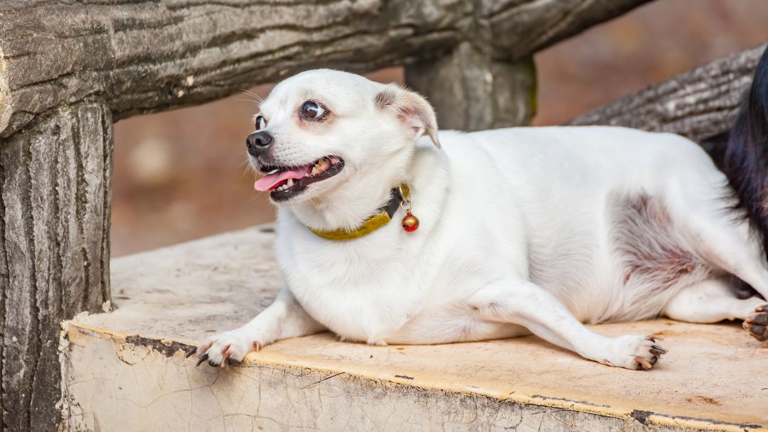 cushing-syndrom-hund-symptome Übergewichtiger Hund, Überfressen ist ein häufiges Anzeichen von Cushing-Syndrom.