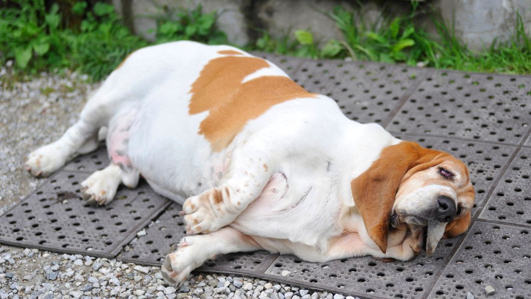cushing-syndrom-hund Hund mit Cushing-Syndrom liegt traurig auf dem Boden.
