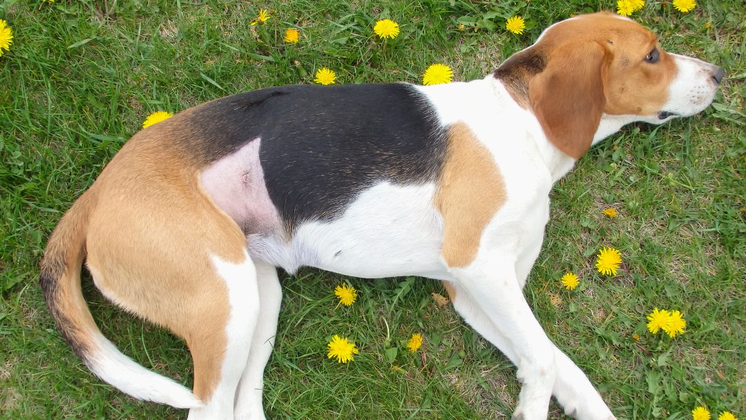 darmverschluss-hund-symptome-diagnose Hund liegt traurig auf dem Boden mit Bauchschmerzen, ein häufiges Anzeichen von Darmverschluss.