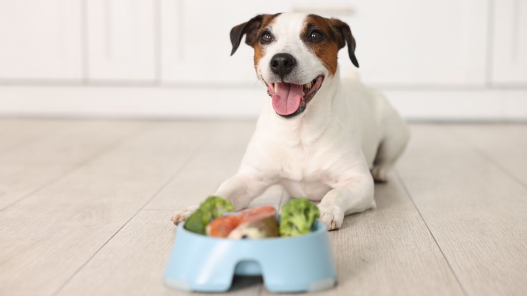 diabetes-behandlung Hund mit gesundem Futter. Eine Futterumstellung ist essentiell bei der Behandlung von Diabetes.