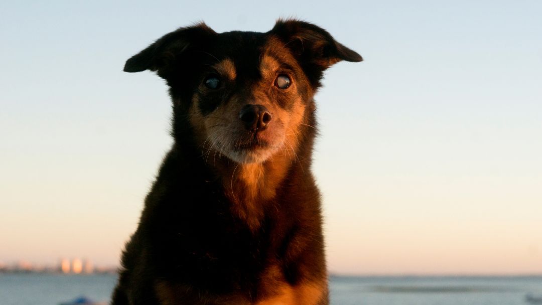 diabetes-hund-symptome-diagnose Hund, der durch Diabetes erblindet ist.