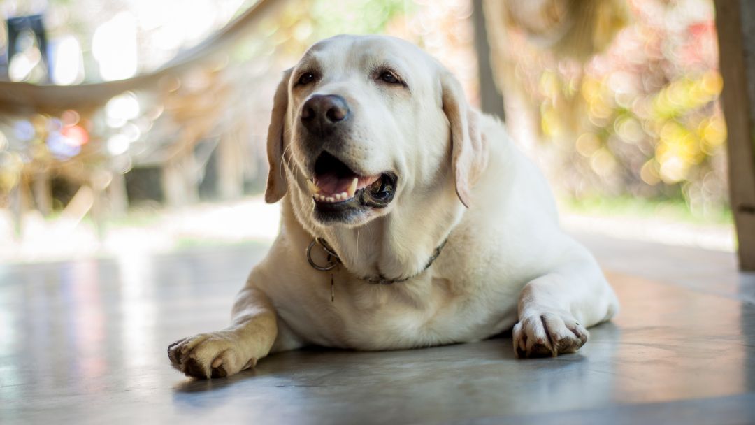 diabetes-hund-übergewicht Übergewichtiger Hund. Übergewicht führt häufig zu Diabetes Typ 2.