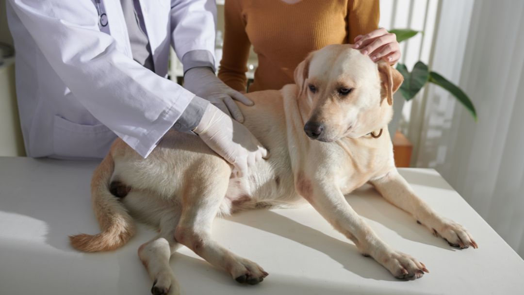 durchfall-hund-Ursachen Hund mit Durchfall wird vom Tierarzt untersucht