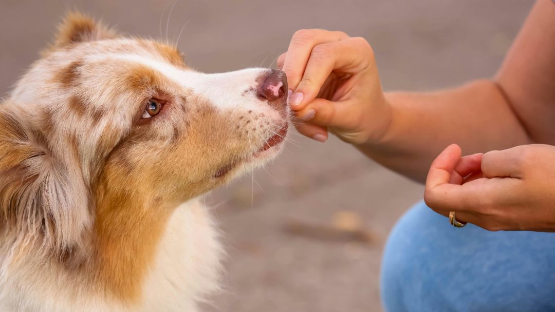durchfall-hund-behandlung Hund bekommt Tablette gegen Durchfall.