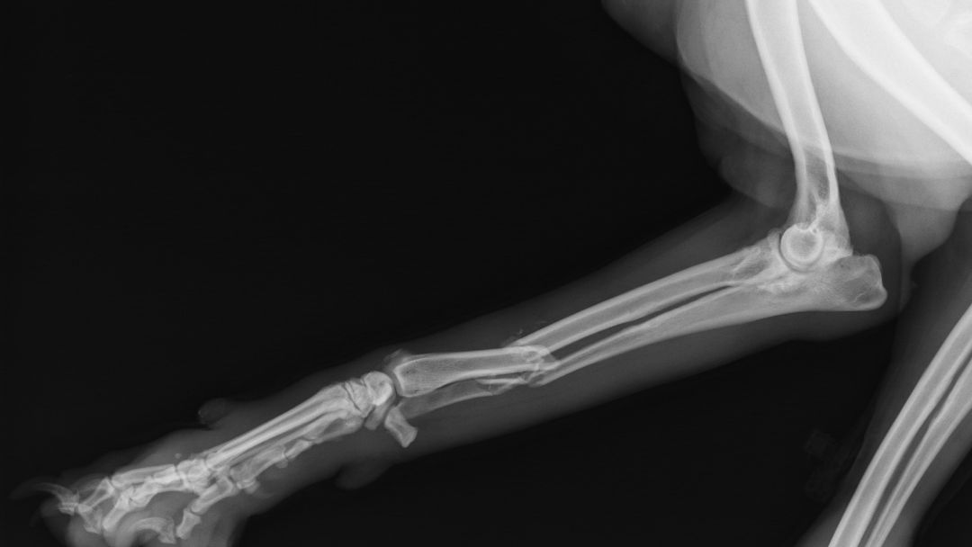ellbogendysplasie-hund-diagnose Röntgenbild von Hundebein. Ein Röntgenbild ist essentiell für die Diagnose von Ellbogendysplasie.