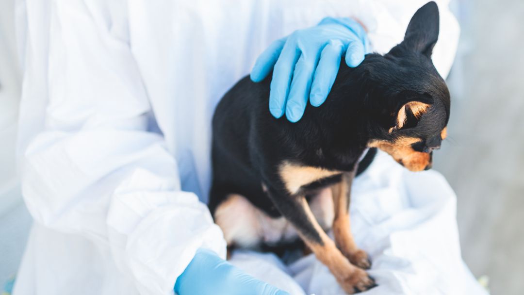 epilepsie-hund-behandlung Hund beim Tierarzt zur Epilepsie-Untersuchung und Behandlung.