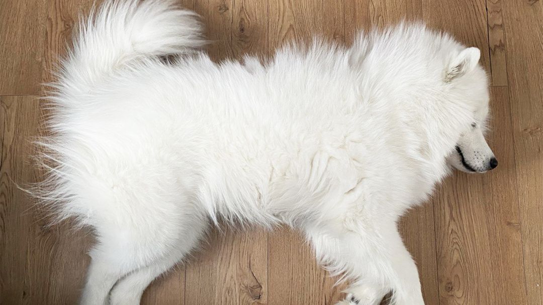 epilepsie-hund-diagnose Hund hat epileptischen Anfall.