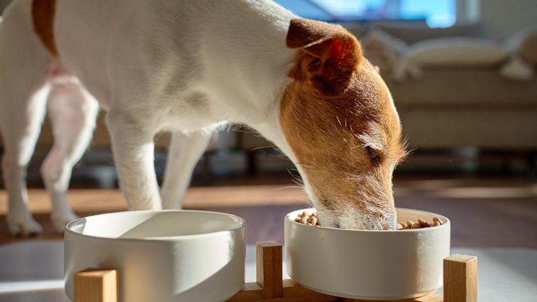 futtermittelallergie-hund-behandlung Hund frisst. Eine Futterumstellung ist essentiell bei einer Futtermittelallergie.
