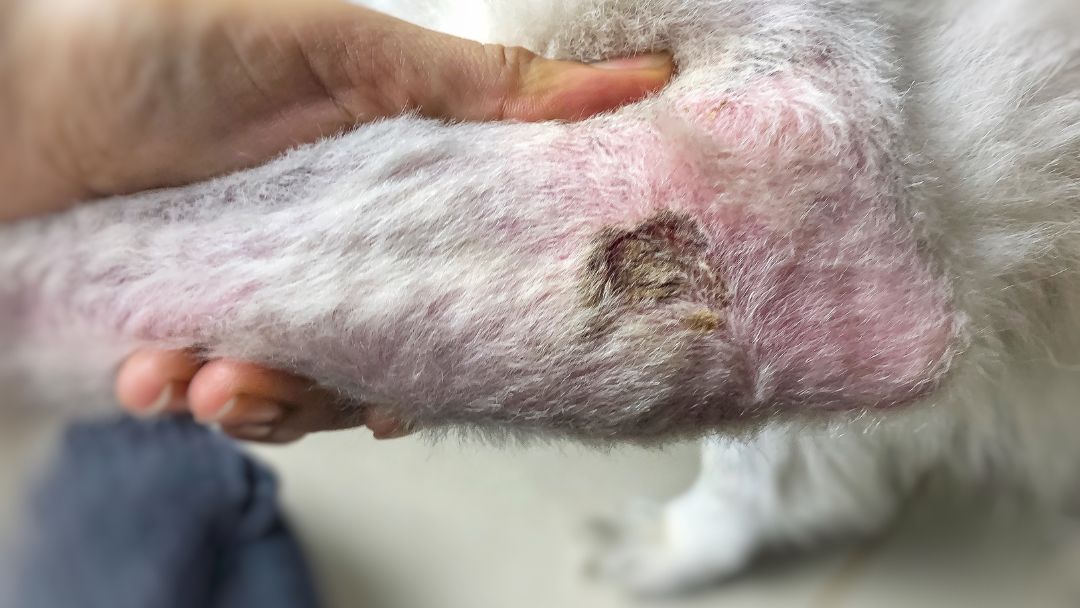 futtermittelallergie-hund-diagnose Hund wird auf Futtermittelallergien diagnostiziert.
