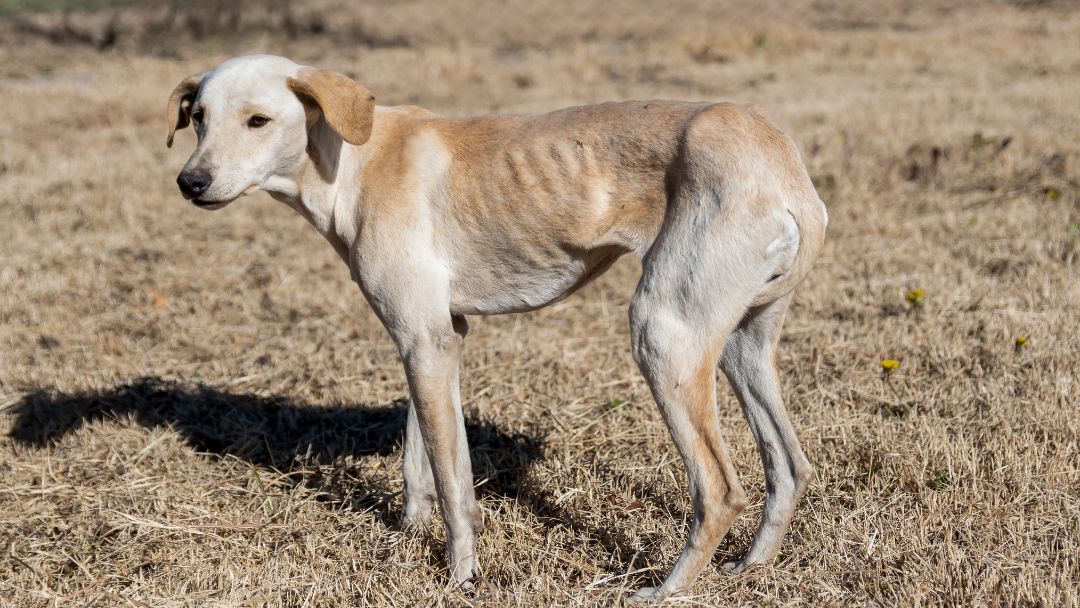 giardien-hund-symptome Abgemagerter Hund, ein häufiges Anzeichen von Giardien.