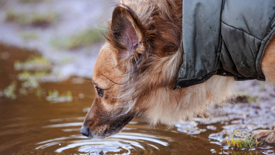 giardien-hund-übertragung Hund trinkt aus Pfütze ein. Häufiger Übertragungsweg von Giardien.