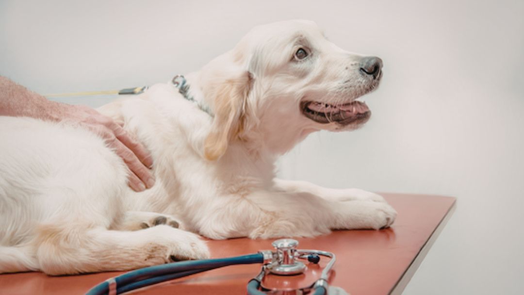hautprobleme-hund-Symptome-Behandlung Hund mit Hautproblem wird vom Tierarzt behandelt.
